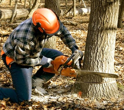 Tree Removal in Loop, TX